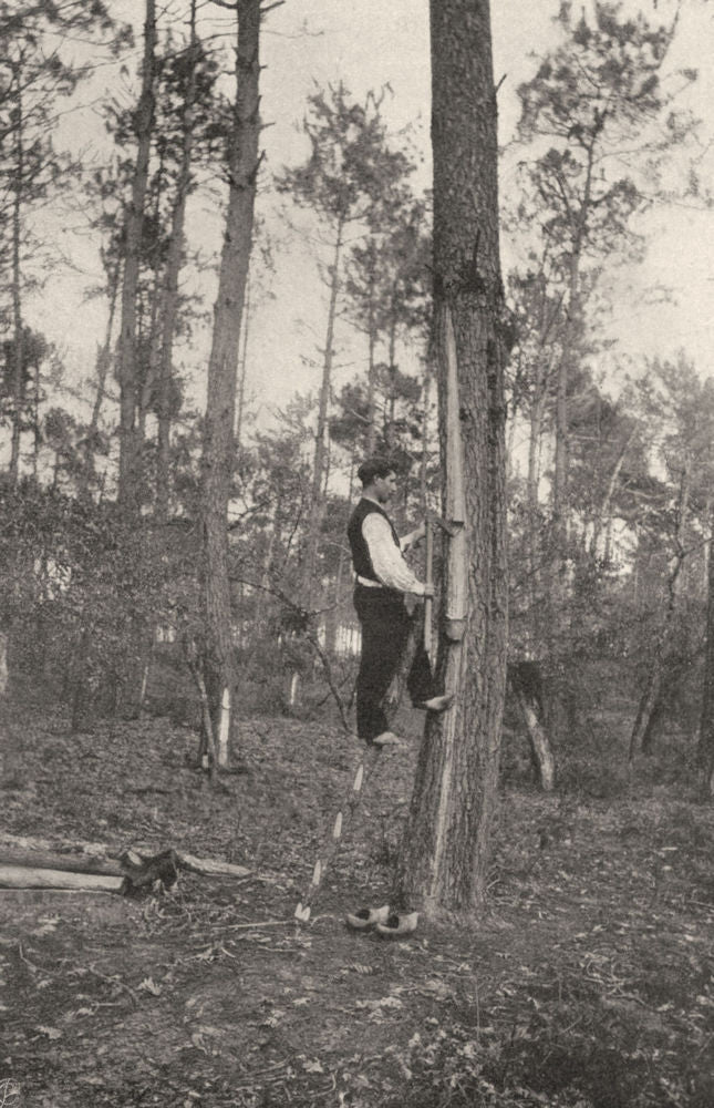 LANDES. Landes- Récolte de la résine (procédé ancien) . SMALL. 1903 old print